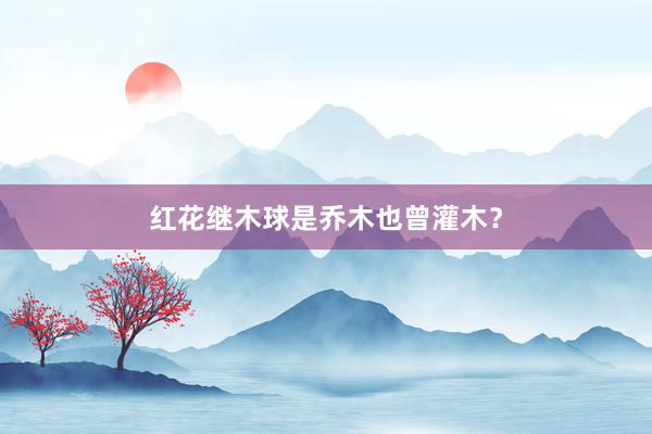 红花继木球是乔木也曾灌木？
