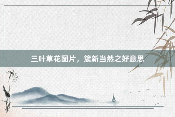 三叶草花图片,簇新当然之好意思